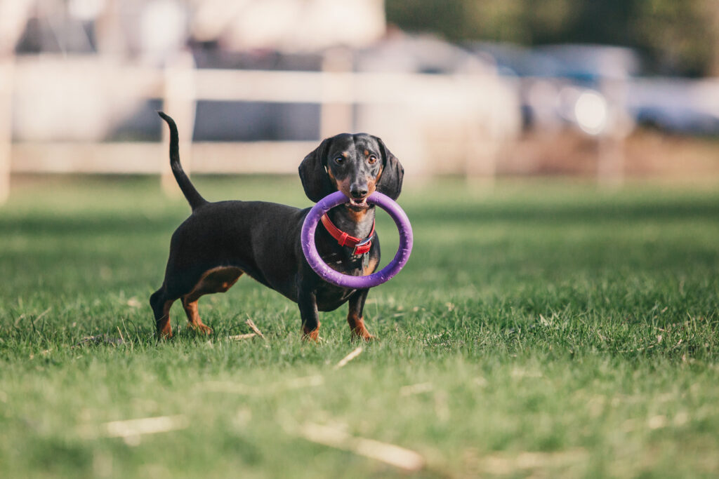 dachshund dog in park cute pets small dog 2023 11 27 05 10 33 utc