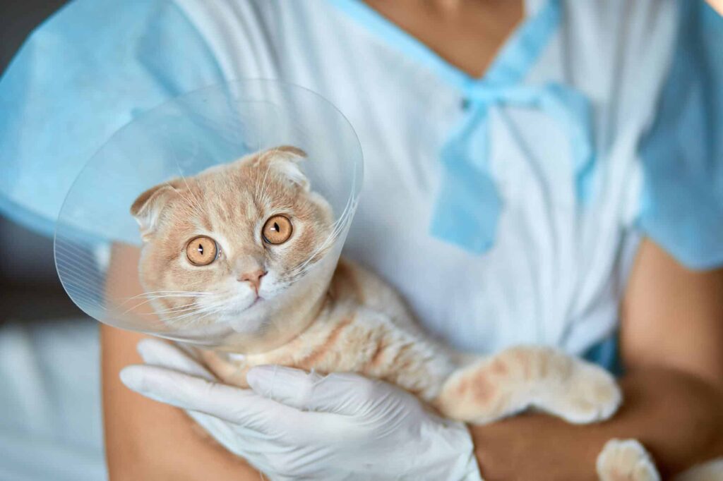 female veterinarian doctor is holding on her hands 2021 08 29 21 26 39 utc