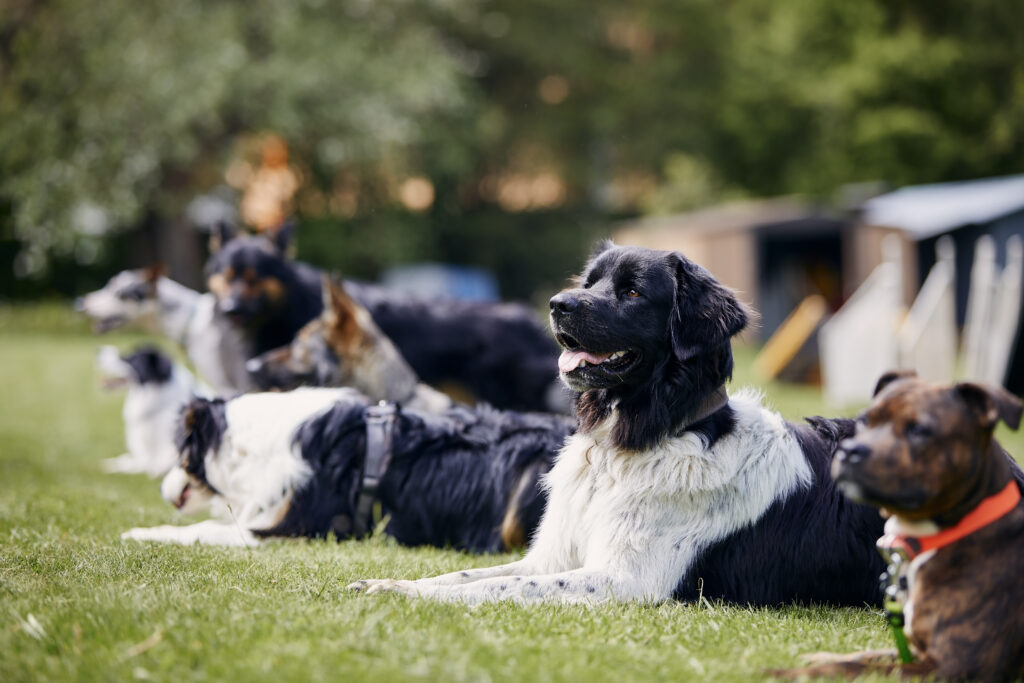 group of dogs during training 2023 11 27 05 23 47 utc