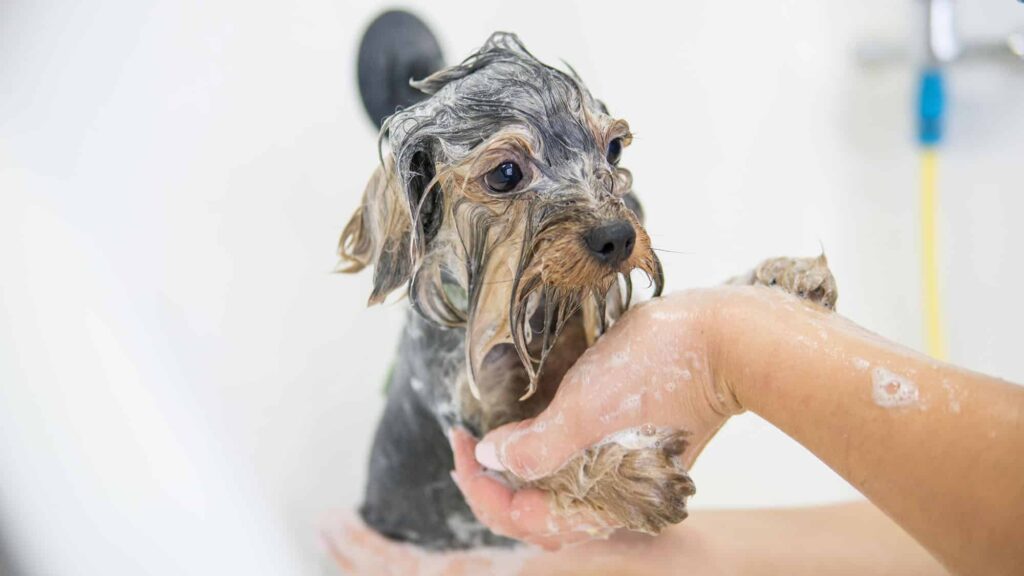 pet care salon yorkie terrier trimming 2021 08 30 04 05 33 utc