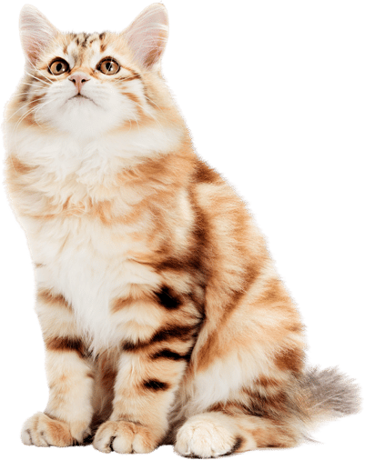 siberian cat a kitten sitting and looking up iso 2021 08 26 22 41 27 utc removebg