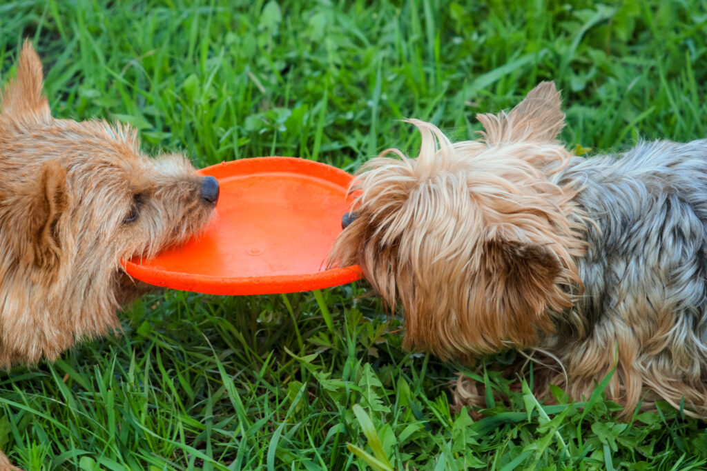 two small dogs playing frisbee 2023 11 27 05 07 00 utc