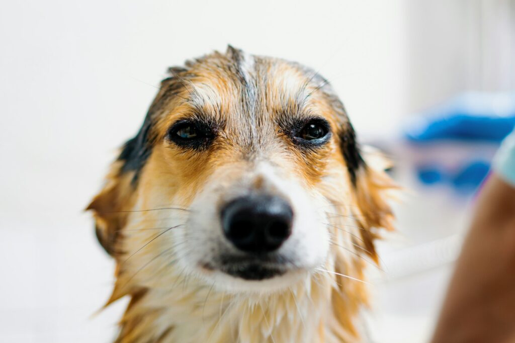 a groomer washes a corgi dog bathroom with a special shampoo in a grooming salon wet animal