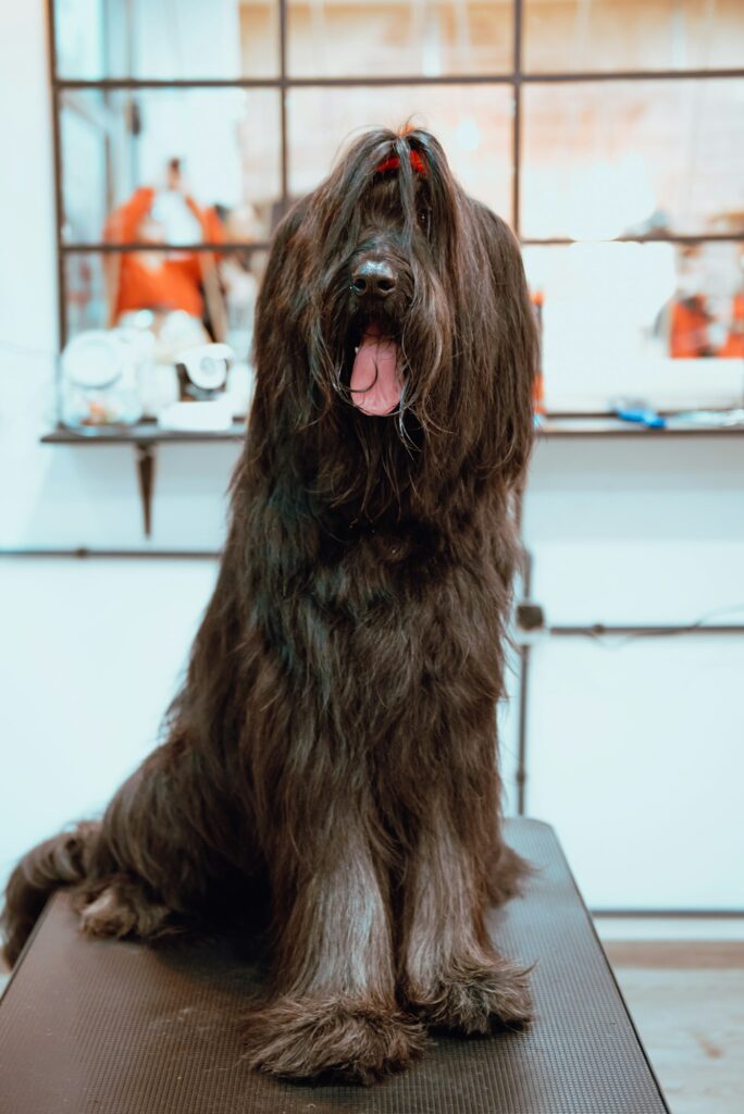 Hairy dog on groomer table