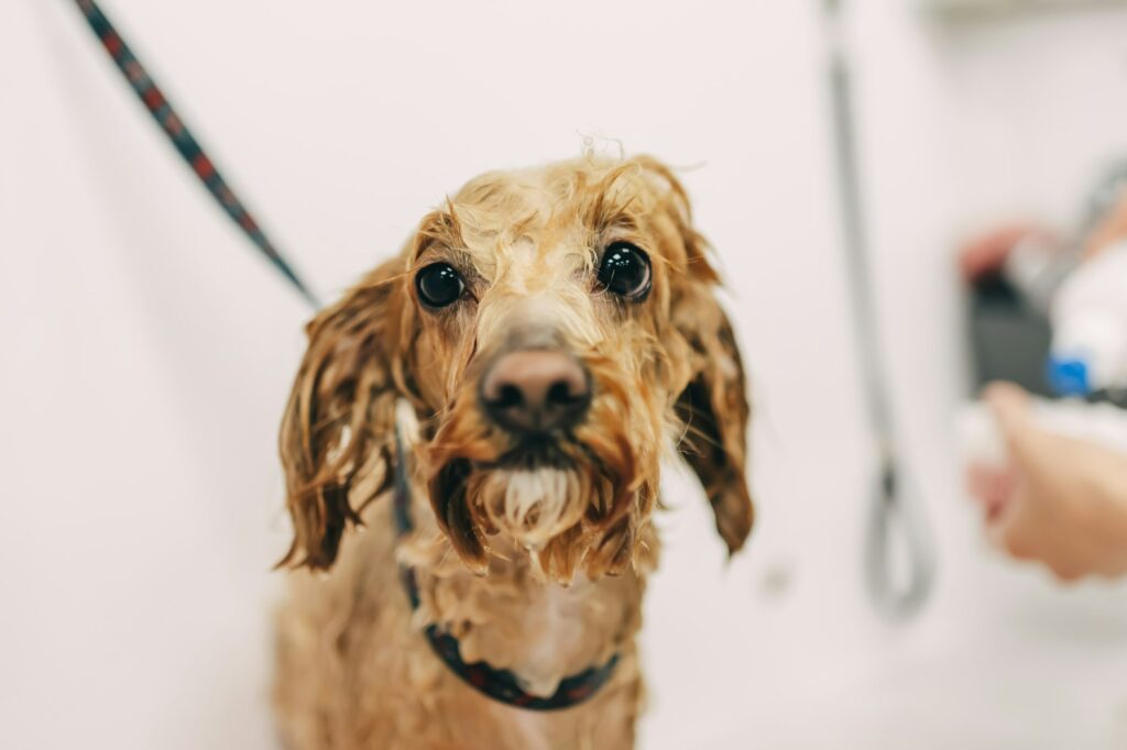 The dog takes a shower