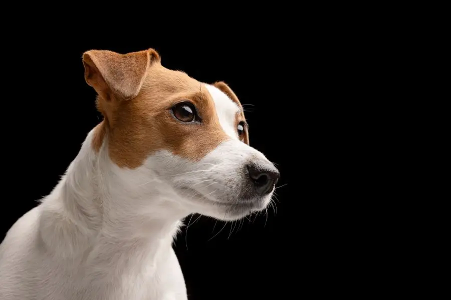 beautiful dog jack russell terrier on a black back 2024 04 10 18 35 08 utc 1